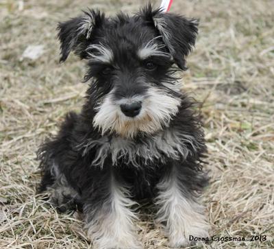 Miniature Schnauzer Pip