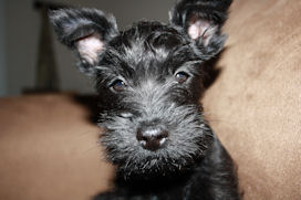 Miniature Schnauzer puppy Piper