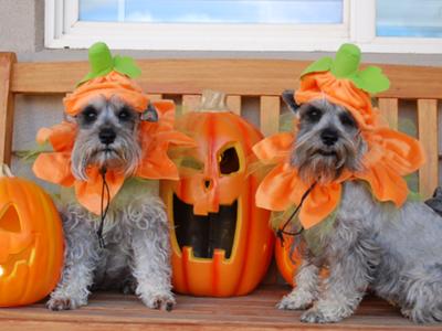 dogs and Halloween, pet costumes