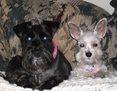 Reggie, black female with Piper Blue, platinum female