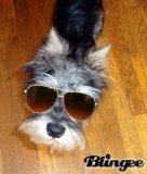 Miniature Schnauzer Rocky Balboa