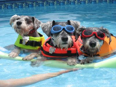 Schnauzer Trio