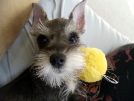 Miniature Schnauzer Ruby