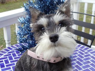 Miniature Schnauzer Ruby