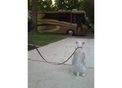 Rudy keeping a watchful eye on the RV
