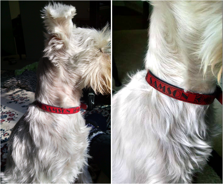 SAMSON wearing his new RUHA Leather Dog Collar