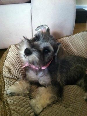 Miniature Schnauzer Sadie