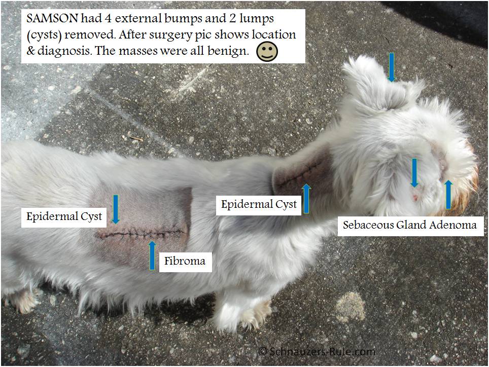 Dog Lumps After Surgery