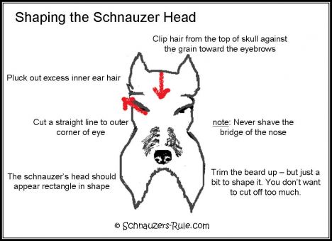 Groom Schnauzer Head