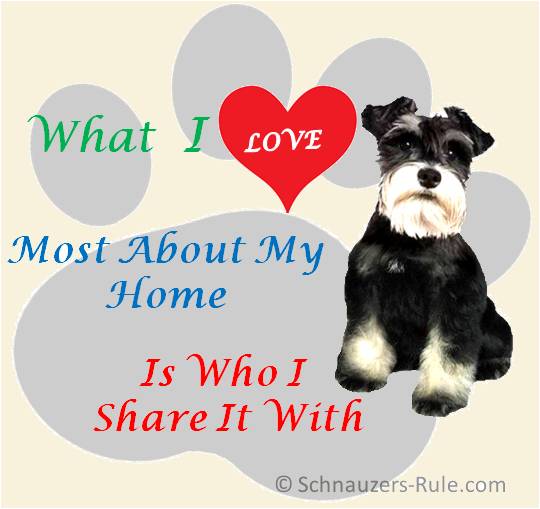 Home Is Where My Schnauzer Is
