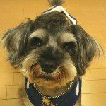 Miniature Schnauzer Schna