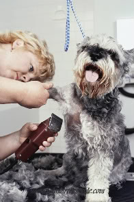 Schnauzer Dog Grooming Tips