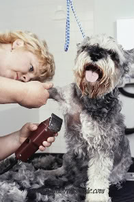 Schnauzer Dog Groomer