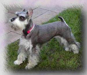 Groomed Mini Schnauzer