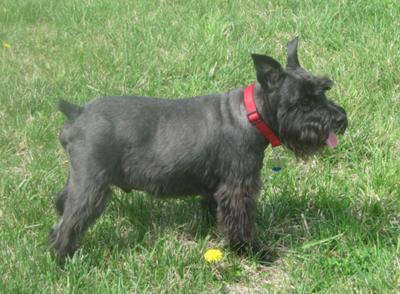 Miniature Schnauzer Oscar