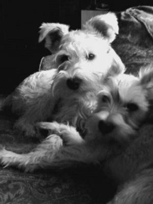 Miniature Schnauzer, Schultzie & Lilly
