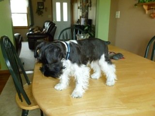 Schnauzer puppy Baxter at 5 months old