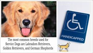 Service Dogs