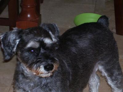 Miniature Schnauzer Shaggy Doo