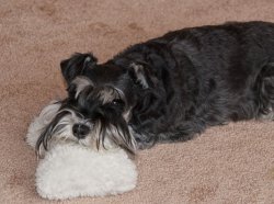 miniature schnauzer