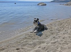 miniature schnauzer pictures on beach