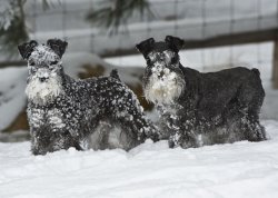 miniature schnauzer in snow