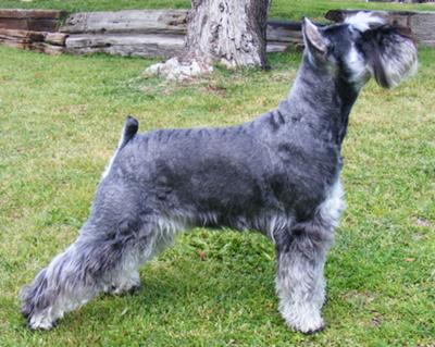 Dollar strikes a show pose in the backyard