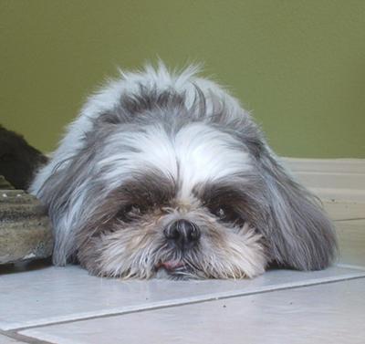 Soleil Shih Tzu