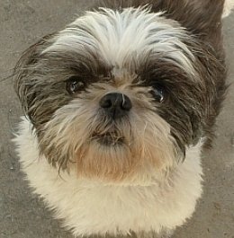 Soleil Shih Tzu