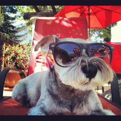 Mini Schnauzer Hal relaxing by the pool