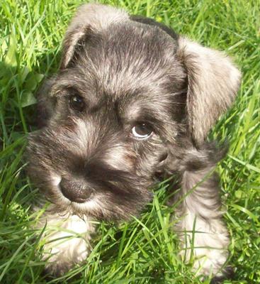 Miniature Schnauzer Tanner
