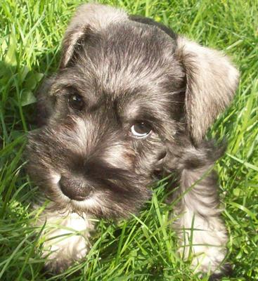 Miniature Schnauzer Tanner