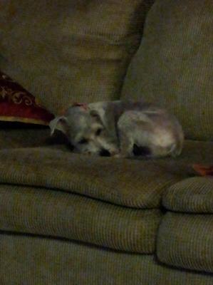 Grayci at home resting