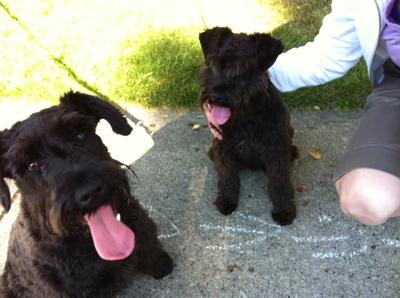 Black Mini Schnauzer Gus