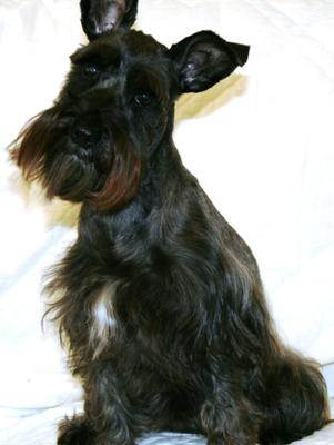 Miniature Schnauzer Lacy