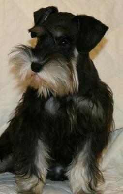 Miniature Schnauzer Andi Kay