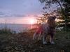 Schnauzer Angel at sunset