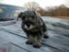 Miniature Schnauzer Chevy