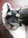 Miniature Schnauzer Hugo