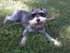 Miniature Schnauzer Lily