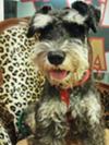 Miniature Schnauzer Lucky