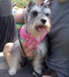 Miniature Schnauzer LuLu