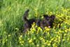 Jasper the minature Schnauzer - Buttercups and cowpats