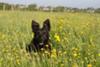 Jasper in a field of buttercups