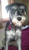 Miniature Schnauzer Annabelle