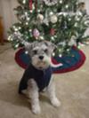 Mini Schnauzer Fizzy Under Christmas Tree