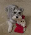 Schnauzer Fizzy with Santa Toy