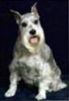 Miniature Schnauzer Kasie