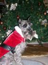 Christmas Schnauzer Luke