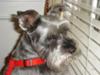 Miniature Schnauzer Pepper